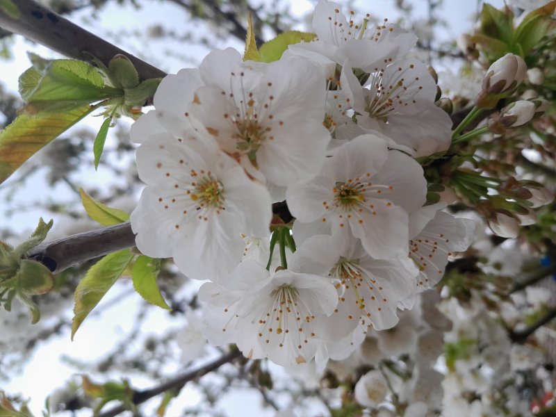 Annonçant le printemps qui arrive, la fleur de cerisier est un symbole de renouveau et de bonheur. MARIE-PIERRE TESSIER